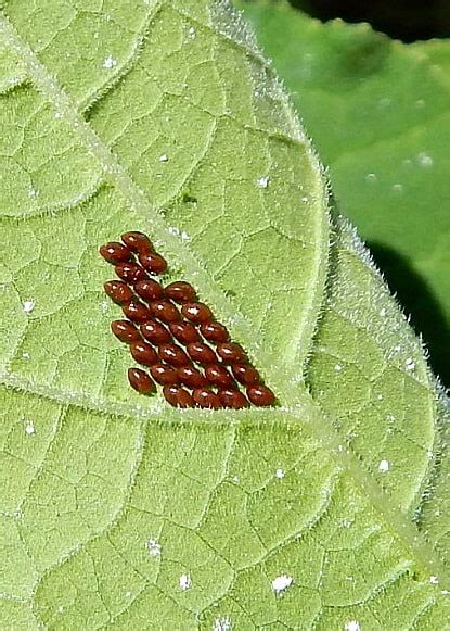 Controlling Squash Bugs in the Garden - Grimm's Gardens