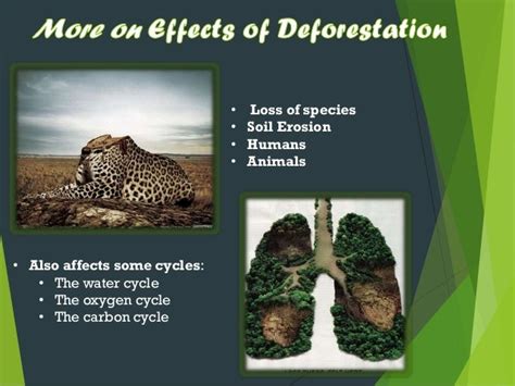 Deforestation Effects On Animals / Google Mapping Tool Exposes Illegal Logging | Animal ...