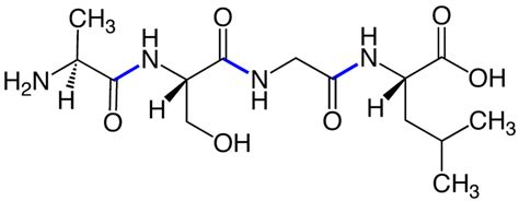 Amino Acid Study Guide: Structure and Function | Albert.io