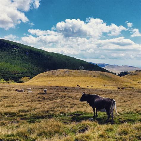 Cow eating grass stock photo. Image of bovine, environment - 93093298