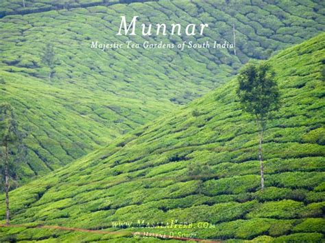 Munnar - Majestic Tea Gardens of South India - Hill-station Kerala