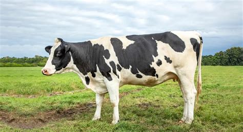 Holstein Friesian Cattle: Guide, Info & Facts