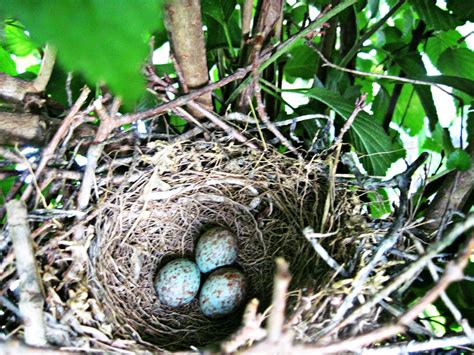 mockingbird nest & eggs. by #OliveLoafDesign | Garden sculpture, Design ...