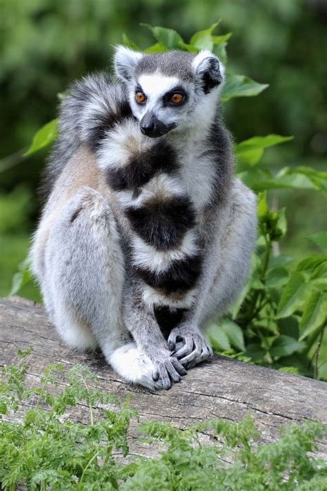 Lemur Tail by Josef Gelernter on 500px | Animals friends, Cute animals ...