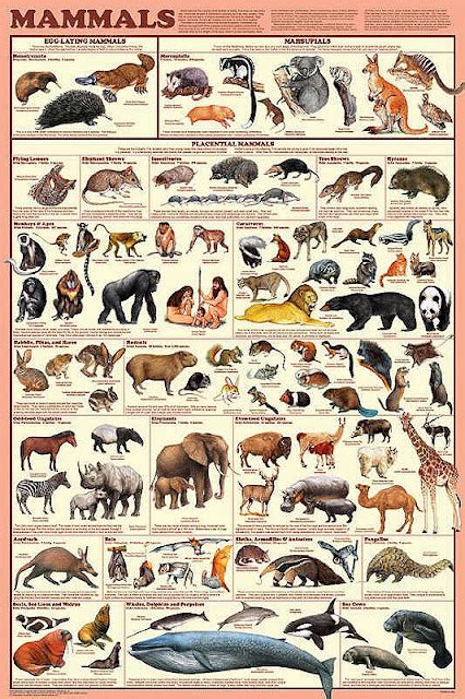 Types of Mammals - What is a mammal and what do all mammals have in ...