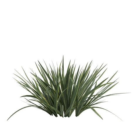 Acorus Calamus Little Grass, Grass, Nature, Plant PNG Transparent Clipart Image and PSD File for ...