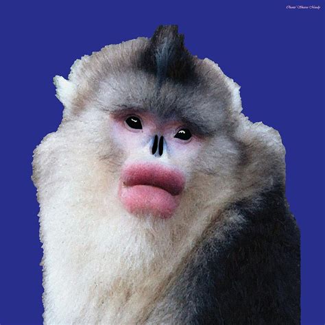 Big Lipped Snubbed-Nose Monkey Digital Art by Chante Moody - Pixels