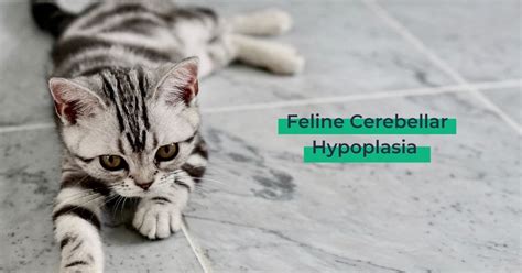 Feline Cerebellar Hypoplasia - I Love Veterinary - Blog for ...