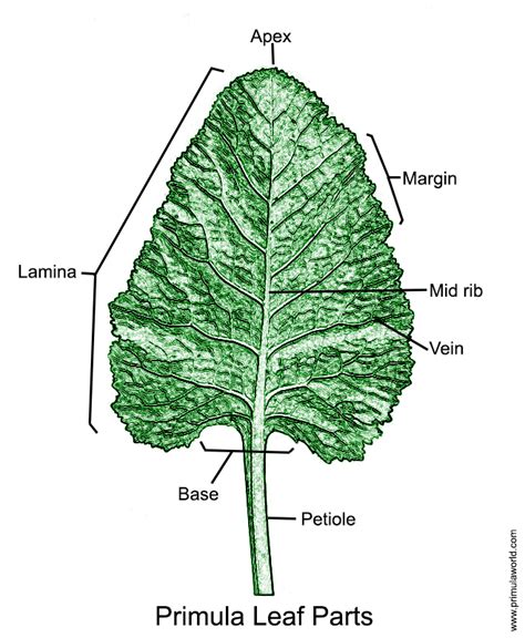 Primula Leaf Glossary ~ Primula World