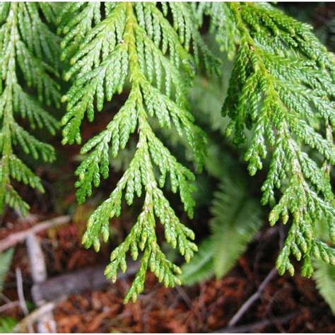 Western Red Cedar Seeds (Thuja plicata)