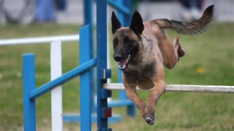 5 Best Sports for the Belgian Malinois