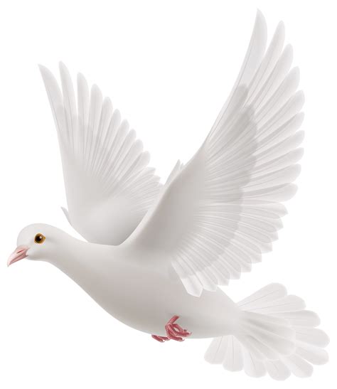 Free White Dove Cliparts, Download Free White Dove Cliparts png images, Free ClipArts on Clipart ...