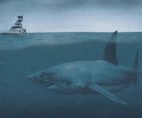 Dunkleosteus Vs Megalodon: What Is The Difference?