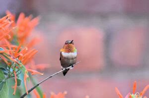 Rufous Hummingbird Migration (All You Need To Know) - Birds Fact