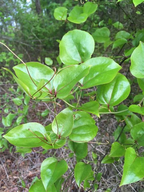 Maryland Biodiversity Project - Common Greenbrier (Smilax rotundifolia)