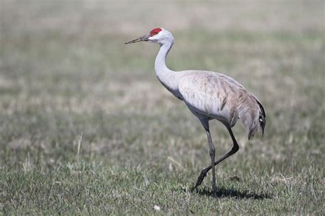 The Birds Are Back At Malheur National Wildlife Refuge | Audubon