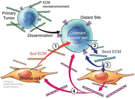 Cancers | Free Full-Text | Remodeling the ECM: Implications for Metastasis and Tumor Dormancy