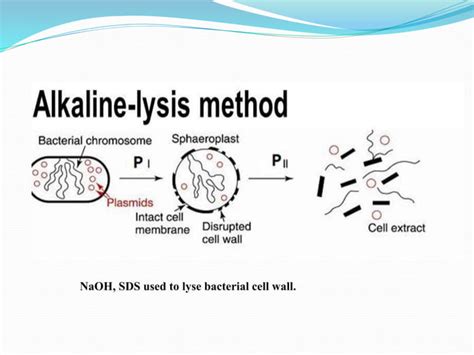 Cell disruption methods