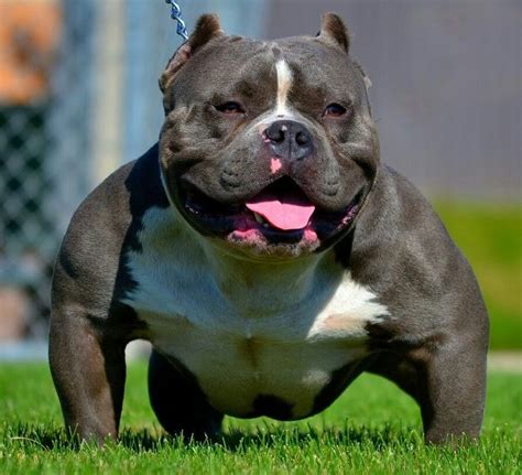 Pin by Rebecca Hill on Doggies | Bully breeds dogs, American bully, Pitbull terrier