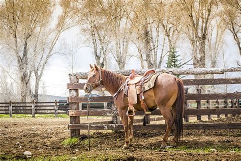 How to Start a Proper Mud Management on Horse Farms | Backyard Bases