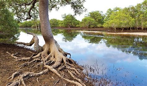 Bundjalung National Park | Learn more | NSW National Parks