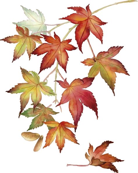 Japanese Maple Leaves Wall Sticker - TenStickers