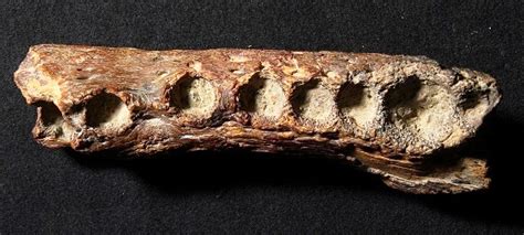 Crocodile fossils found on Aldabra -Archive -Seychelles Nation