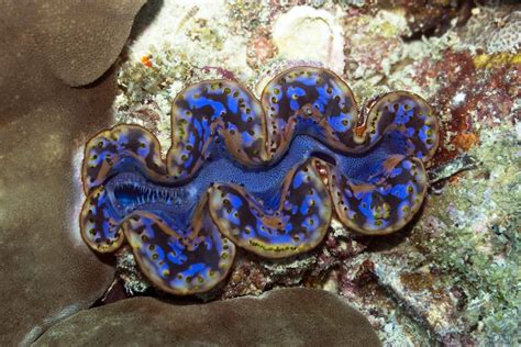 3 Tips for Keeping Maxima Clams | Tridacna Clams | AlgaeBarn