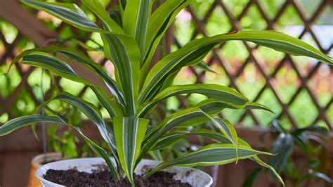 How To Care For A Mass Cane Plant