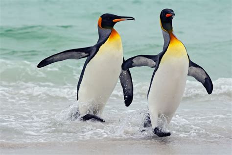 Penguin Facts: Things You Never Knew About Penguins | Reader's Digest