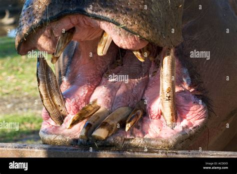 Hippopotamus mouth and teeth Hippopotamus amphibius Stock Photo - Alamy