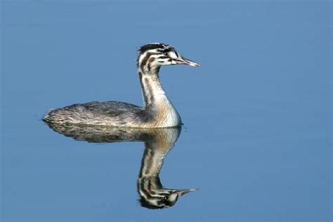 Grebe photo ID guide - BirdGuides