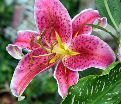 Stargazer Lily – My Journey – by Doris High