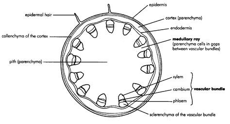 Diagram Of A Dicot Plant