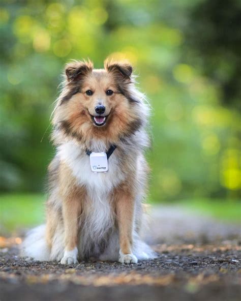 Sheltie 🐶 | Dog photos, Animal photography, Sheltie