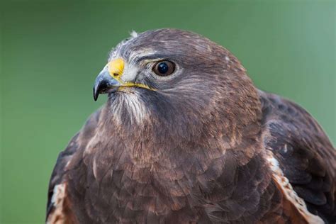 Hawks In Arizona: 12 Magnificent Species In The Grand Canyon State