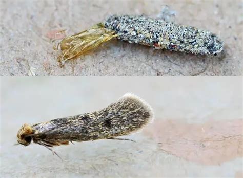 Carpet Moth Larvae On Walls | Review Home Co