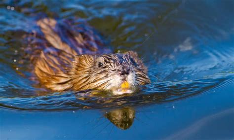 Muskrat Teeth: Everything You've Ever Wanted To Know - A-Z Animals