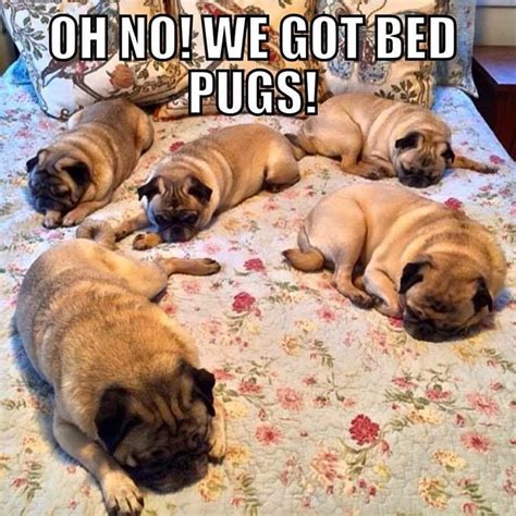 Pin by Patricia Sausen on Animal Funnies | Pugs funny, Pugs funny meme ...