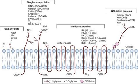 Human Blood Group Antigens and Antibodies | Oncohema Key