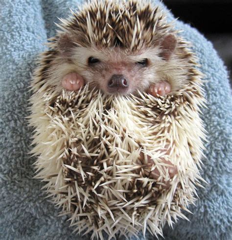 Hedgie