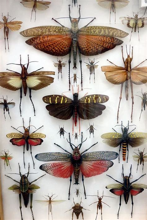 Taxidermy - Winged Bugs | Bugs and insects, Insect photography, Insects