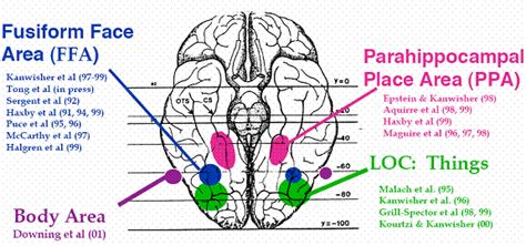 Fusiform Face Area Diagram