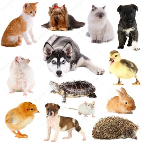 Collage of different pets isolated on white — Stock Photo © belchonock ...