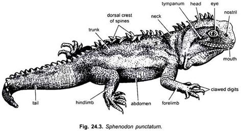 Anatomy of Sphenodon (With Diagram) | Vertebrates | Chordata | Zoology