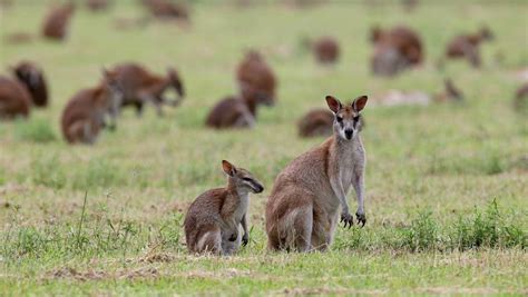 Wallabies die as development takes habitat, so who should pay | The Courier-Mail