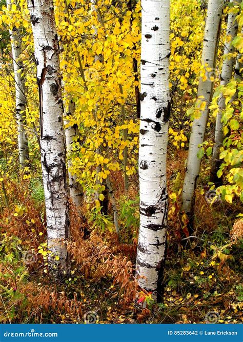 Fall Birch Trees with Autumn Leaves in Background Stock Photo - Image ...