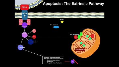 Apoptosis | The Extrinsic Pathway - YouTube