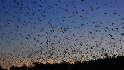 Conservation of Australian Flying Foxes - Tolga Bat Hospital