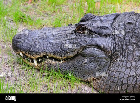 Alligator Showing Teeth High Resolution Stock Photography and Images - Alamy